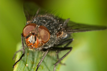 Blowfly ( sarcophaga carnaria )