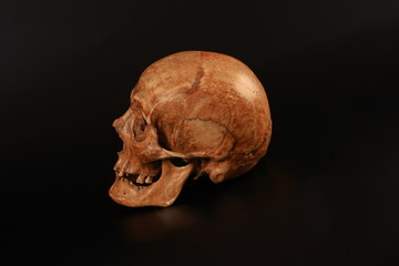 skull in profile