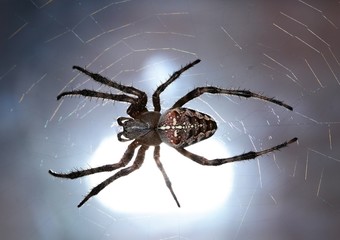 spider at light