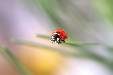 ladybug in grass
