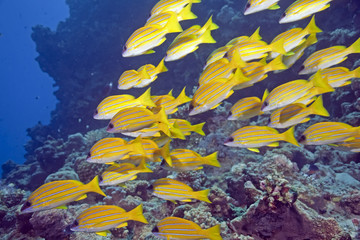 blue-striped snappers