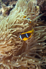 Naklejka na ściany i meble anemone and anemonefish