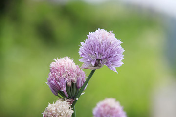 ルリタマアザミ