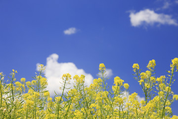 Fototapeta premium キガラシ