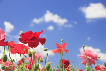 Obraz premium ポピー