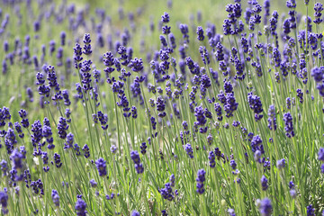 Naklejka premium ラベンダー