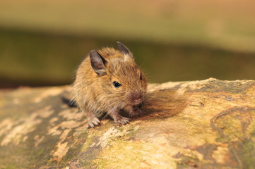 Degu