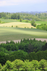 Obraz premium パッチワークの丘