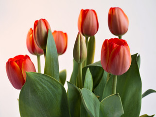 Red Tulips