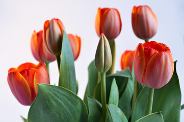 Red Tulips