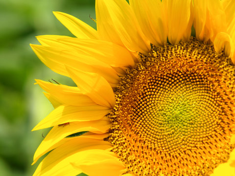 sunflower closeup