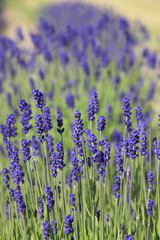 Naklejka premium lawenda