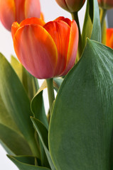 Red Tulips