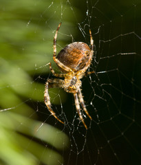 spider