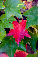 Fototapeta premium Fall Ivy Leaves