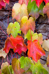 Fall Ivy Leaves
