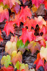 Fall Ivy Leaves