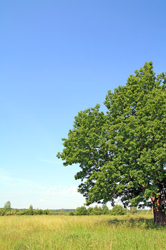 oak on field