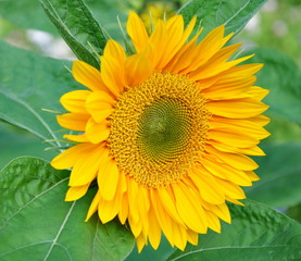 Obraz premium tournesol...