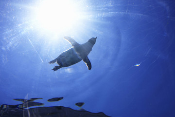 ペンギン © Paylessimages