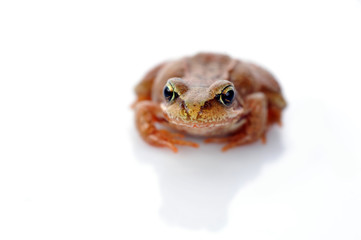 small frog very close up