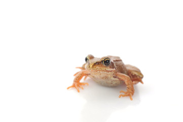 small frog very close up