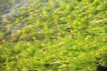 水草