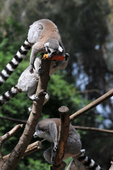 lemur
