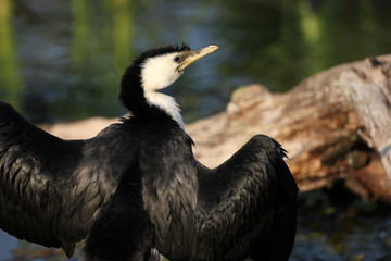 cormoran pie, phalacrocorax melanoleucos