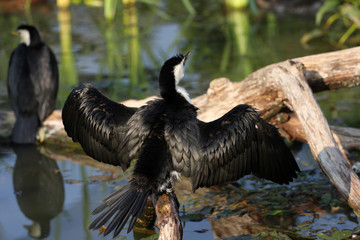Cormoran pie ,phalacrocorax melanoleucos