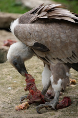 repas du vautour fauve