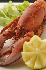 Astice - Homarus vulgaris