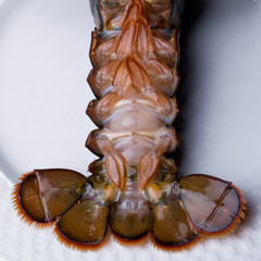 Live Lobster tail
