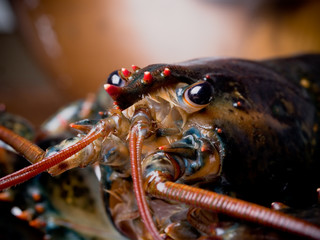 Live Lobster Close-up