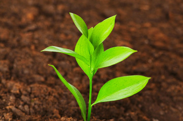 New life concept - green seedling growing out of soil