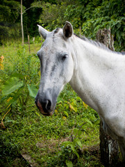White Horse in Costa Rica