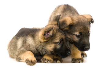 German shepherds puppys