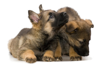 Obraz premium German shepherds puppys