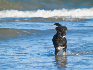 Surf Dog