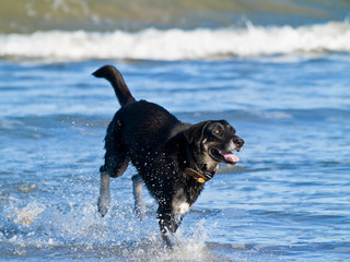 Surf Dog