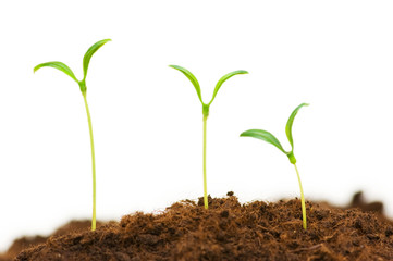 Three seedlings illustrating the concept of new life