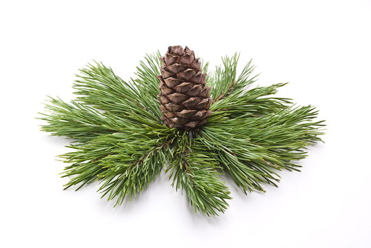 Siberian cedar cone with branch