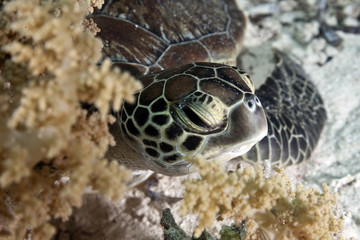 hawksbill turtle