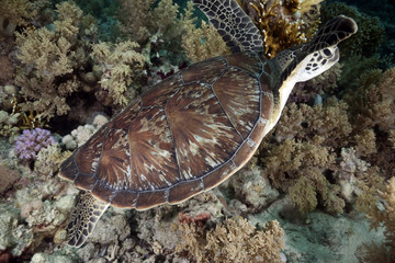 hawksbill turtle