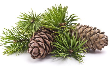 Siberian pine cones with branch - obrazy, fototapety, plakaty