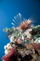 lionfish