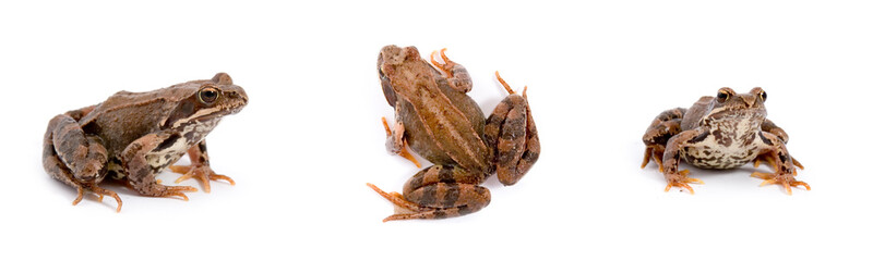 Frog isolated on a white background, collage