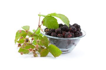Blackberries isolated on a white background