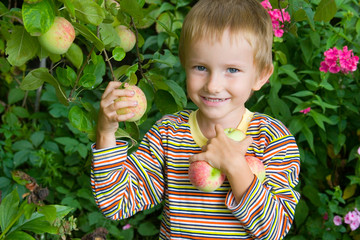 Boy harvests of apples in the garden