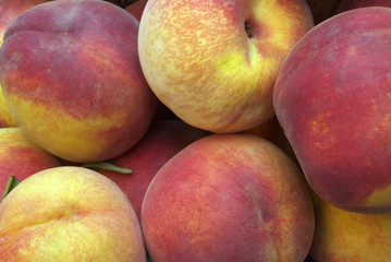 Pesche (Prunus Persica)